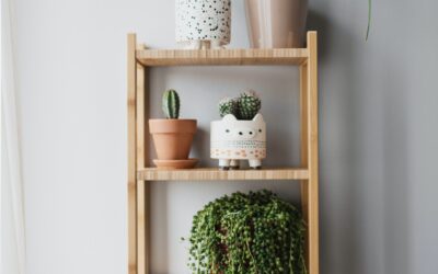 Greening Up Your Airbnb: Low-Maintenance Indoor Plants to Delight Your Guests